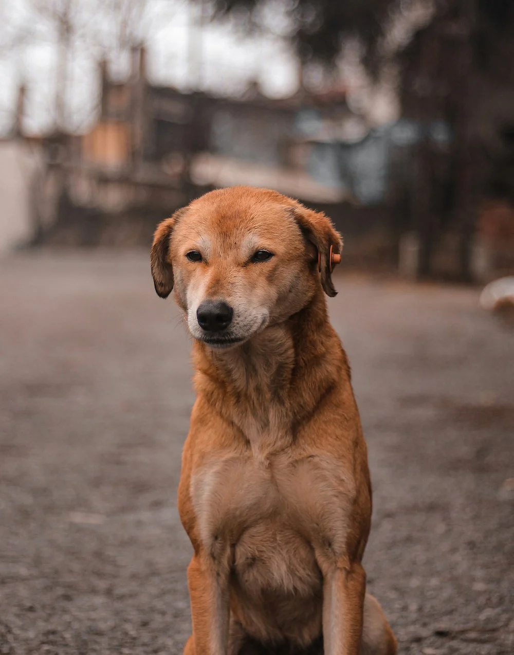 Certified Dog Trainer’s Brown Dog Brown dog sitting on a gravel path, trained by certified dog trainer