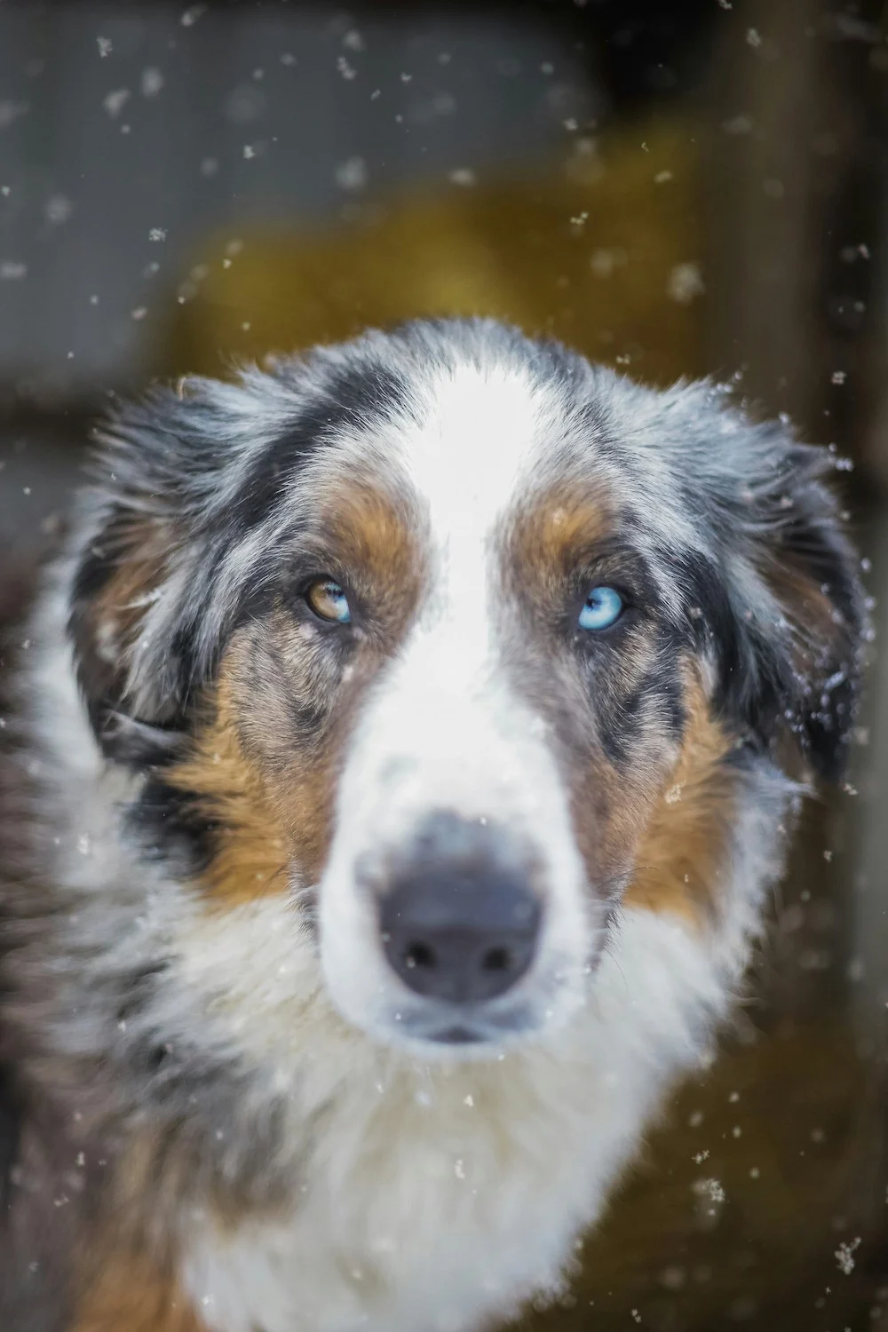 Certified Dog Trainer at Jane Trains Home Close-up of a dog with heterochromia, trained by certified dog trainer at Jane Trains Home.