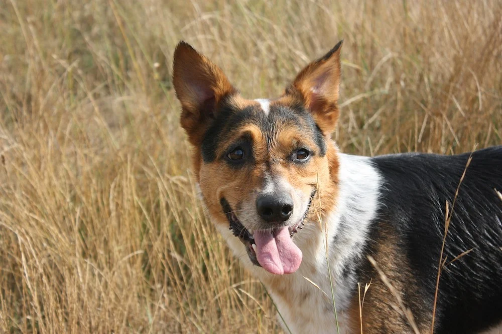 Certified Dog Trainer at Jane Trains Home Happy dog in a field, trained by certified dog trainer at Jane Trains Home.