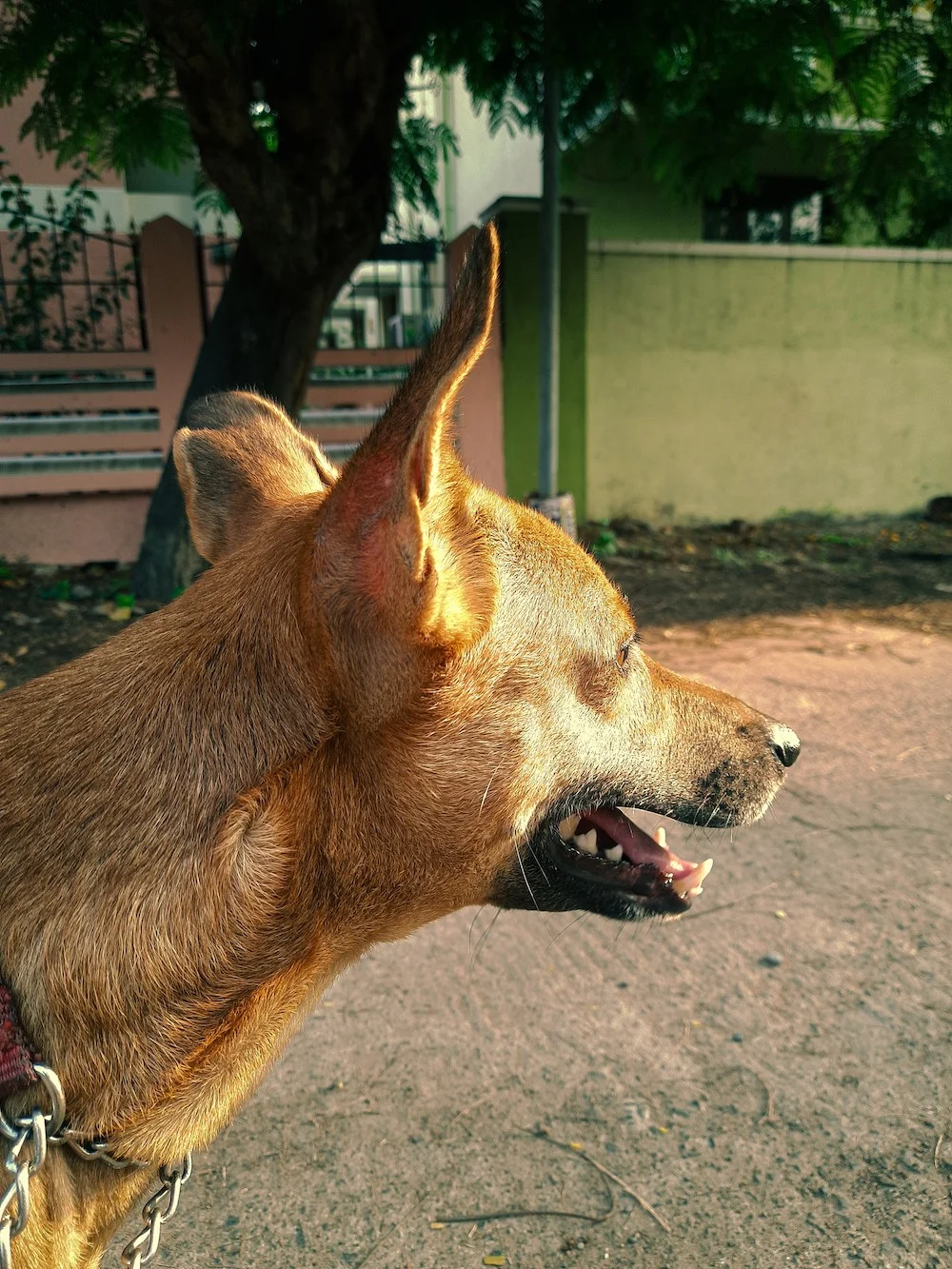 Certified Dog Trainer at Jane Trains Home Brown dog with ears perked up, trained by certified dog trainer at Jane Trains Home.