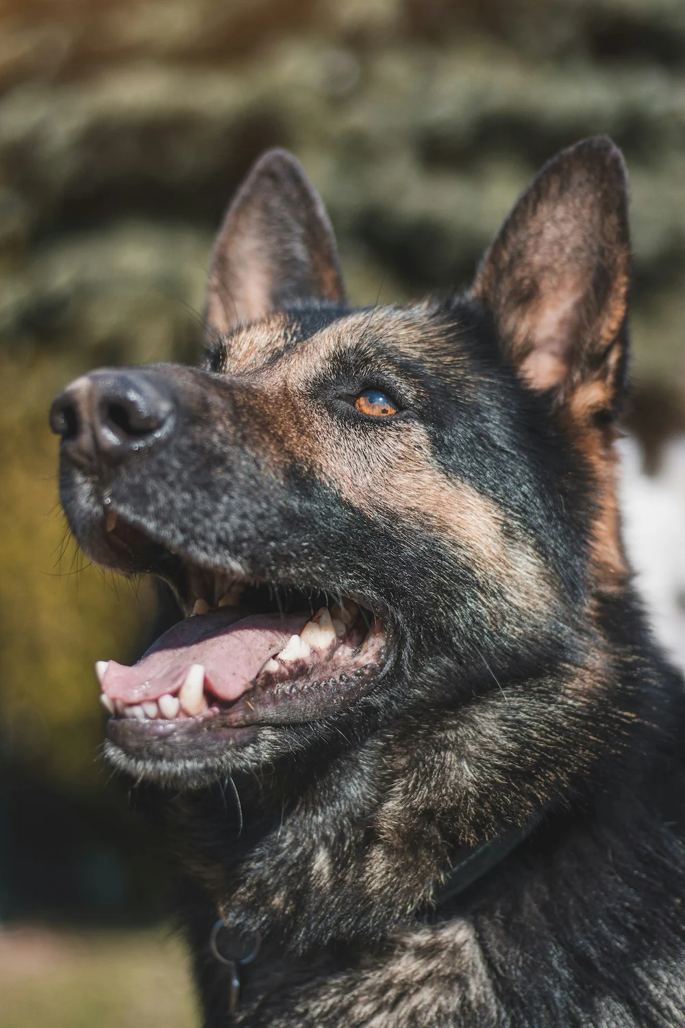 German Shepherd Trained by Certified Dog Trainer Close-up of a German Shepherd trained by certified dog trainer