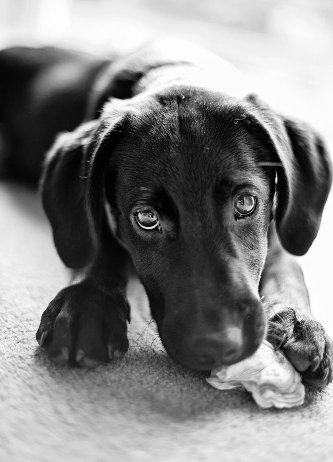 Puppy Chewing Bone – Certified Dog Trainer Tips Black and white photo of a puppy chewing a bone, certified dog trainer insights
