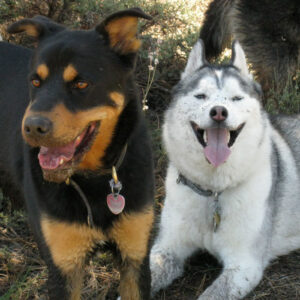 Dog Training-Dog Trainer-Certified Dog Training-Certified Dog Trainer-Positive Reenforcement Dog Training-Professional Dog Training-Dogs are Smiling for the Camera-Jane Trains-El Prado, NM-Taos, NM