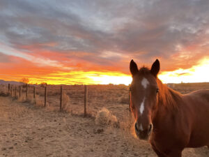 Horse Training-Clicker Training-Horse & Taos Sunset-Jane Trains Taos, NM