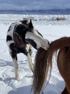 Horse Training-Clicker Training-I Got You-Jane Trains Taos, NM